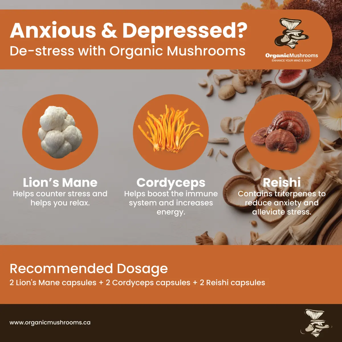 Depression & Anxiety Wellness Bundle