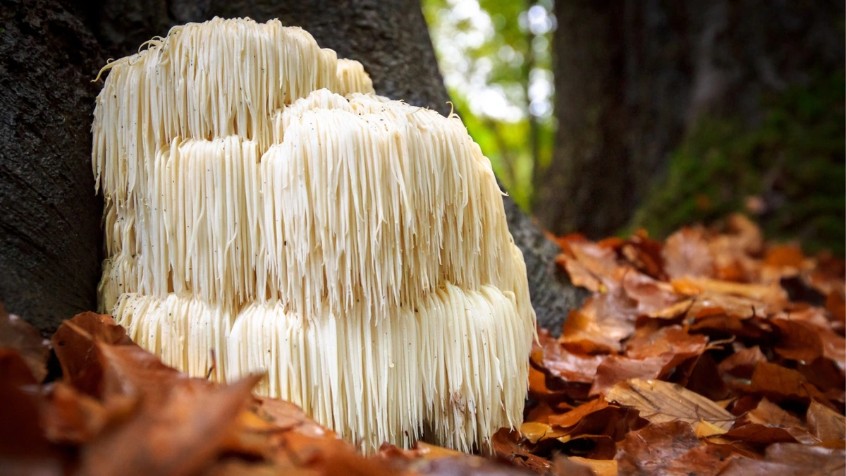 Where do mushrooms come from?