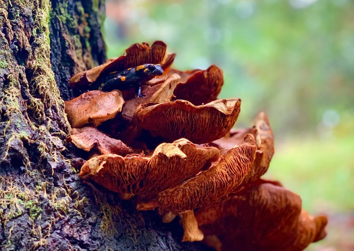 Organic Mushrooms as a Natural Aid for Arthritis Relief