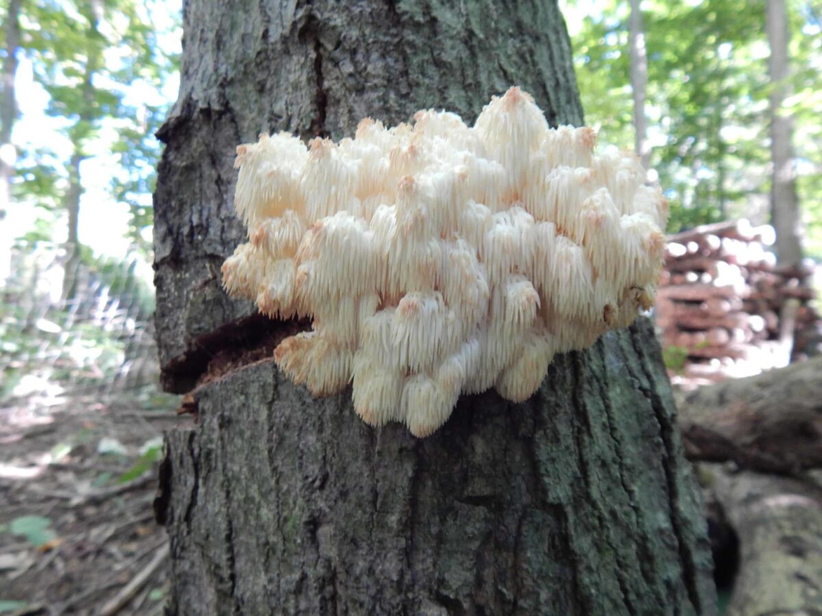 Origin of Lion’s Mane