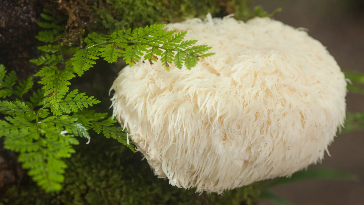 Can Organic Mushrooms Help with Insomnia?