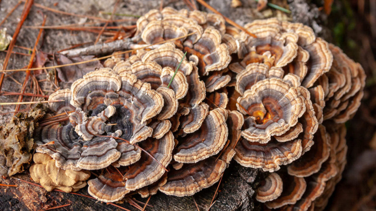 Origin of Turkey Tail