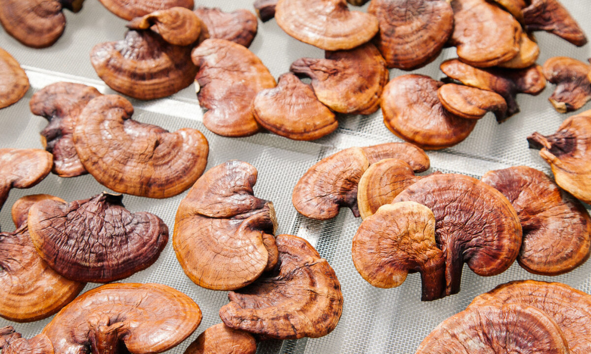 Try these Organic Mushrooms lattes