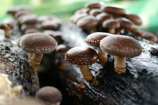 Recipe - “Shiitake - Walnut - Sweet Potato - Chili”