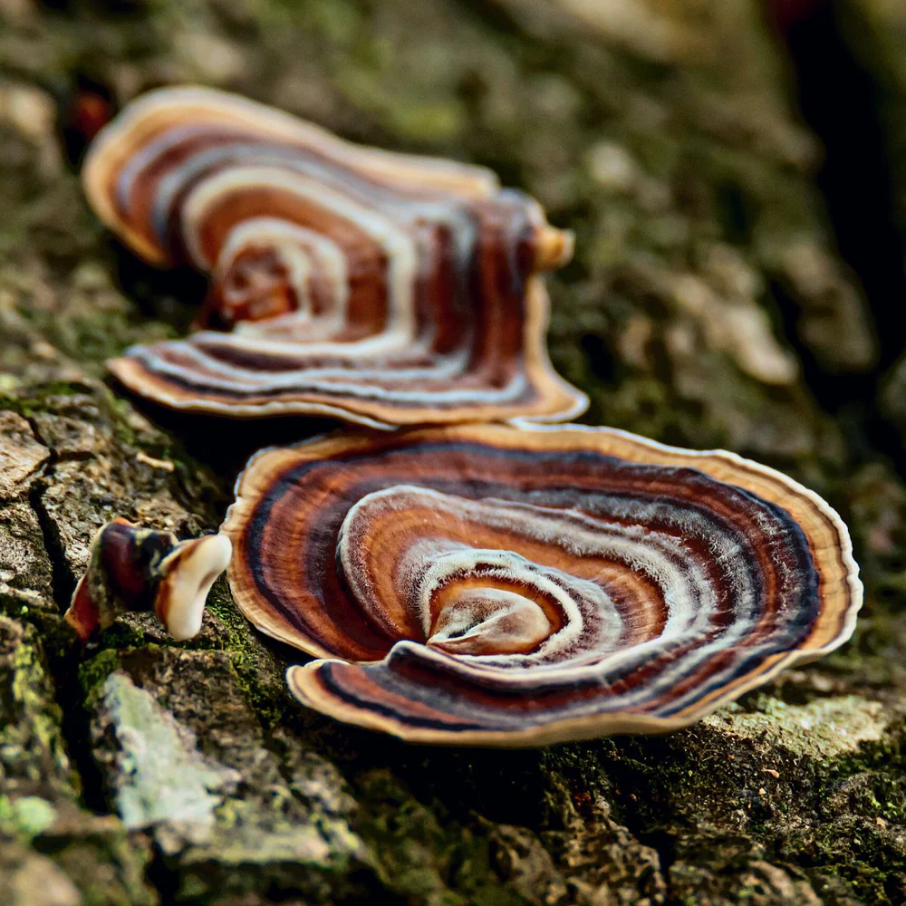 Can Mushrooms help control inflammation?