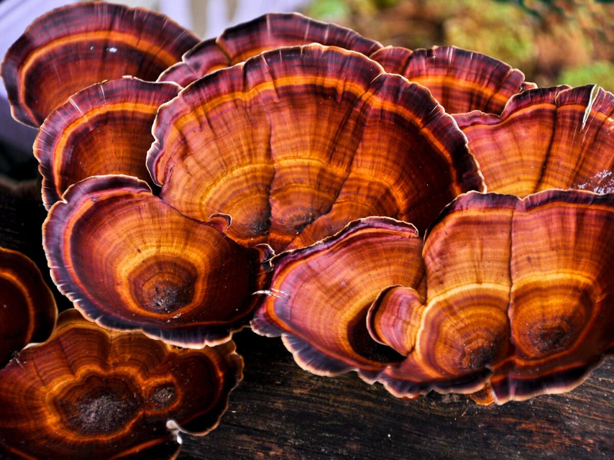 Can you improve your digestion with Functional Mushrooms?