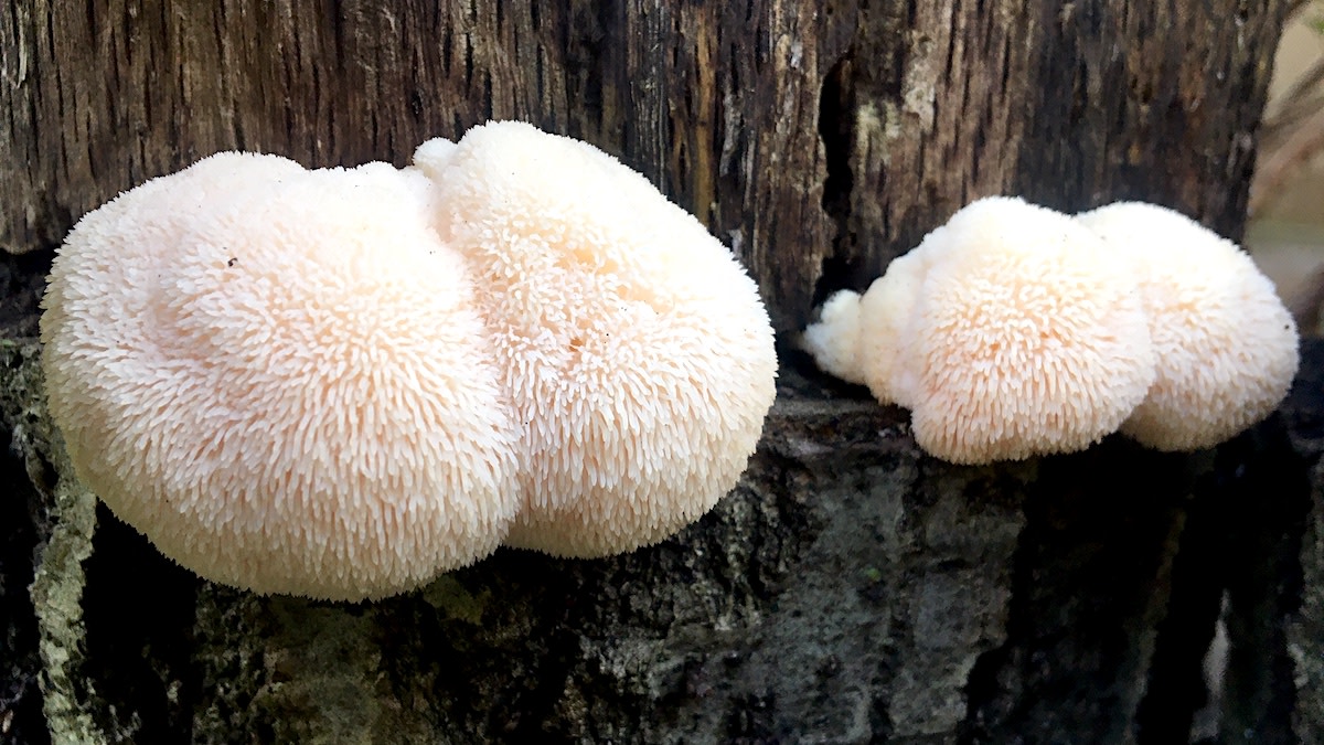 Are Functional Mushroom supplements good for you?