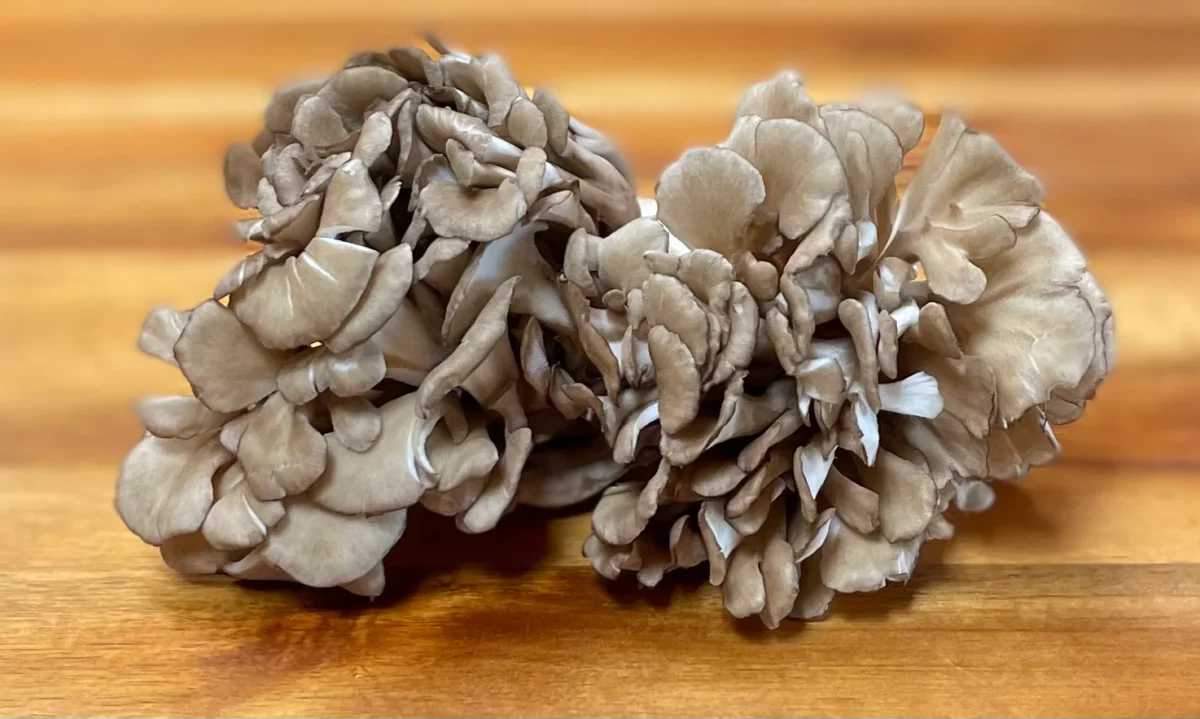 Functional Mushrooms blends and wellness bundles