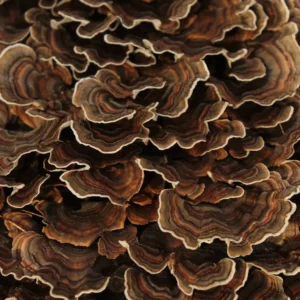 Which Mushroom is Best for Sleep Aid?