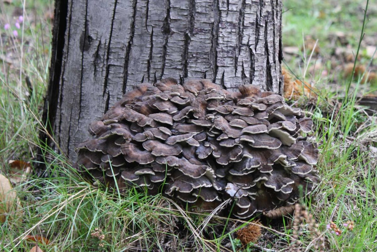 Why Daily Mushroom Supplementation is Beneficial For Your Health