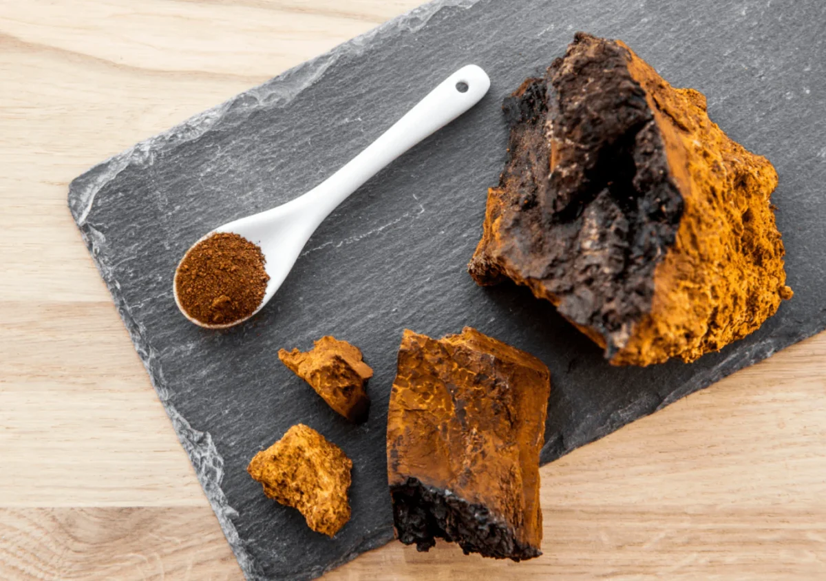 Recent Studies on Chaga