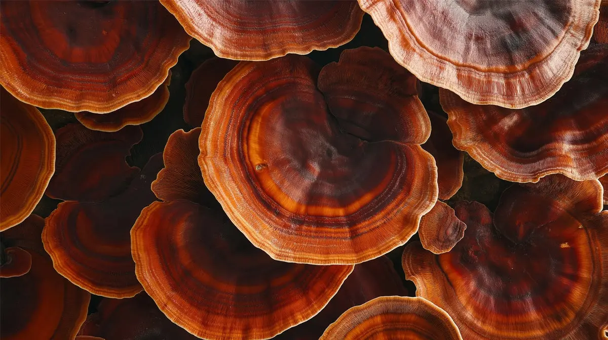 Do Functional Mushrooms Have Any Side Effects?