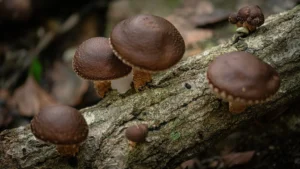The Proper Dosage for Functional Mushrooms