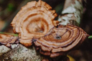 How Does the Reishi Mushroom Grow?