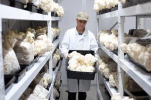 Learn About Us - Organic Mushrooms
