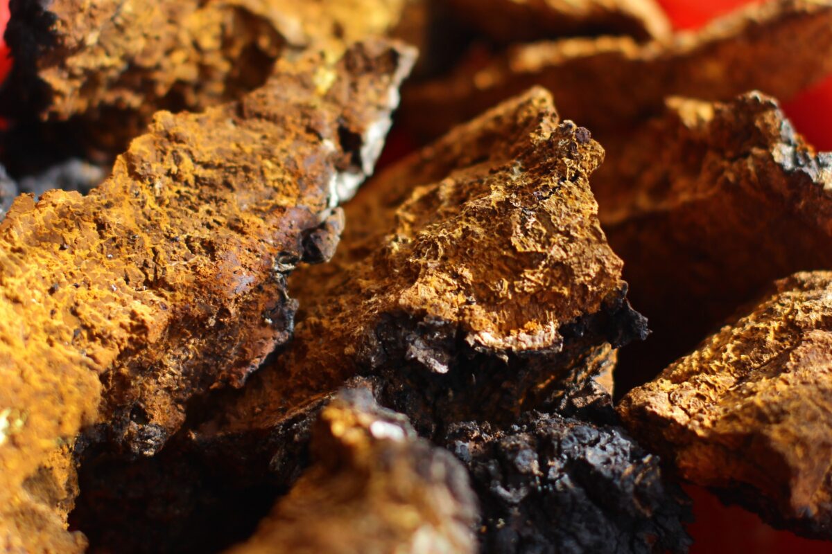 Anti-Inflammatory Effects of Chaga - A Scientific Review