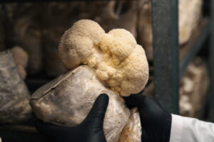 A Beginner's Guide to Lions Mane