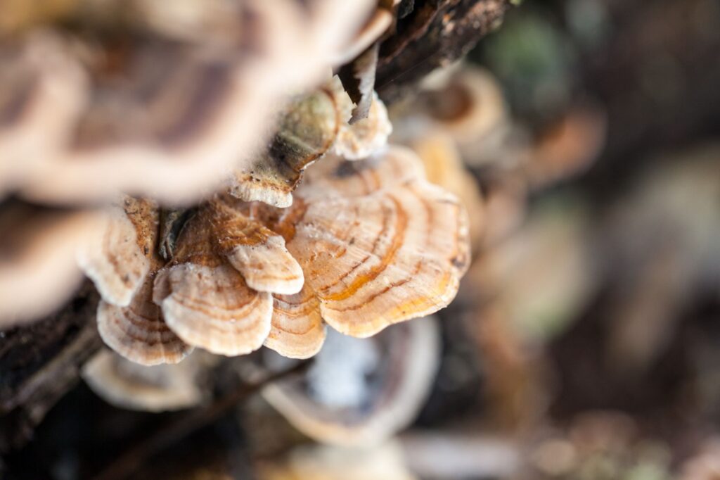 How to Take Multiple Functional Mushroom Products - Blog